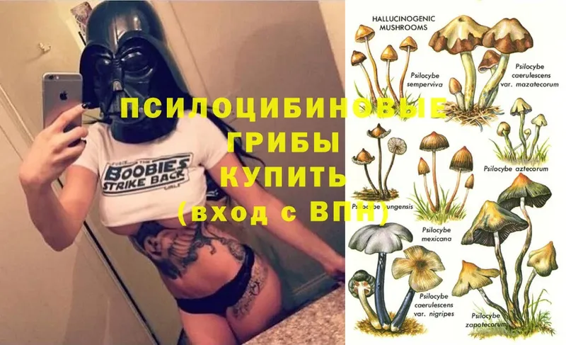 Псилоцибиновые грибы Psilocybe  закладка  OMG ТОР  Камбарка 